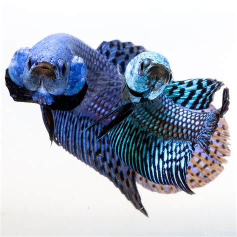 Pay in 4 interest-free installments for orders over $50. . Prism bettas